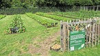 Nutzgarten 