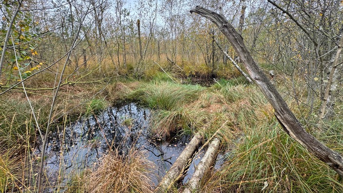 Wanderung durchs Venner Moor bei Senden