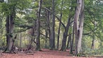 Wanderung durchs Venner Moor bei Senden