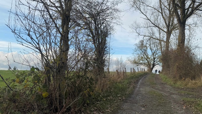 Wanderweg mit Blick auf kahle Bäume und Felder