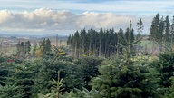 Malerischer Blick auf eine Weihnachtsbaumplantage