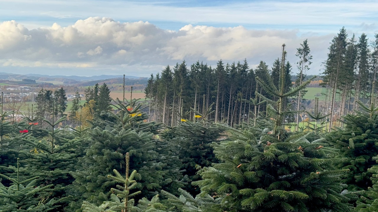 Malerischer Blick auf eine Weihnachtsbaumplantage