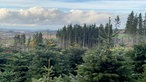 Malerischer Blick auf eine Weihnachtsbaumplantage