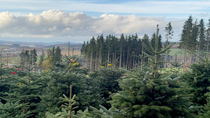 Malerischer Blick auf eine Weihnachtsbaumplantage