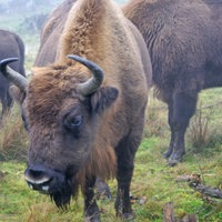 Unterwegs in der Wisent-Wildnis in Bad Berleburg-Wingeshausen