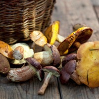 Ein kulinarischer Genuss: Frische Waldpilze auf einem Holztisch mit Korb