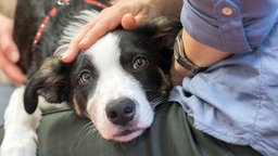 Ein Therapiehund unterstützt im Klinikum Eberswalde einen psychisch kranken Patienten