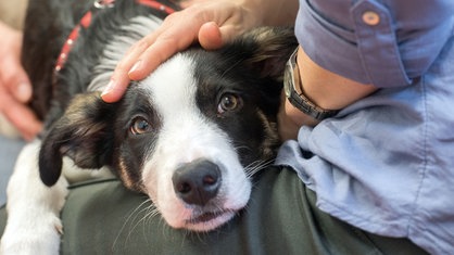 Ein Therapiehund unterstützt im Klinikum Eberswalde einen psychisch kranken Patienten