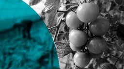 Tomatenplantage in einer Bioland Gemüsegärtnerei in Niedersachsen