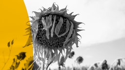Eine vertrocknete Sonnenblume auf einem Feld in der Lausitz.