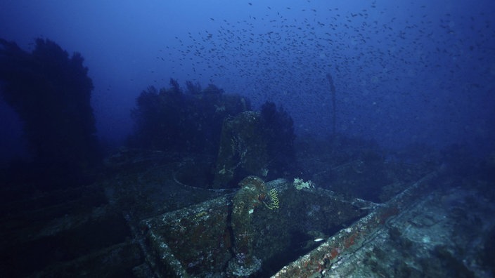 Verlassenes Schiffswrack auf dem Meeresgrund, darüber schwärmen Fische
