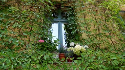 Begrünte Hausfassade eines Altbaus um ein Fenster herum. Die Fassade ist bis zum Dach mit einer Kletterpflanze bewachsen. 