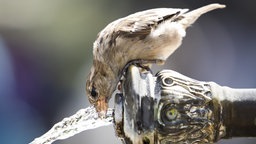 Ein Spatz trinkt Wasser an einem Brunnen.