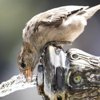 Ein Spatz trinkt Wasser an einem Brunnen.