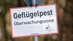 Die Vogelgrippe breitet sich in Deutschland aus.