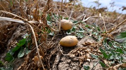 Kartoffeln auf einem trockenen Feld.