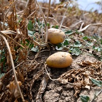 Kartoffeln auf einem trockenen Feld.