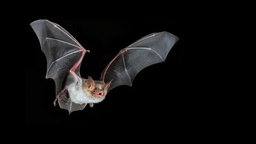 Eine Fledermaus im Flug bei Nacht. 