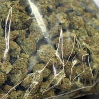 Symbolbild: Marihuana in einer durchsichtigen Tüte.