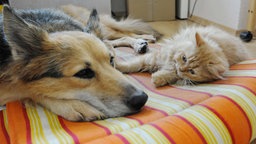 Symbolbild: Ein Hund und eine Katze liegen zusammen auf einer Liege.