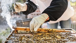 Symbolbild: Person im Schutzanzug entnimmt Honigwaben aus einem Bienenstock.