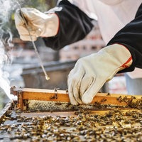 Symbolbild: Person im Schutzanzug entnimmt Honigwaben aus einem Bienenstock.