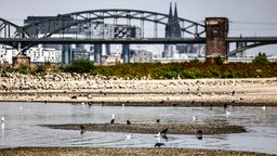 Niedrigwasser im Rhein bei Köln.