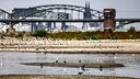 Niedrigwasser im Rhein bei Köln.