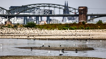 Niedrigwasser im Rhein bei Köln.