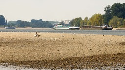 Binnenschiffe auf dem Rhein vor Emmerich im Juli 2026. 