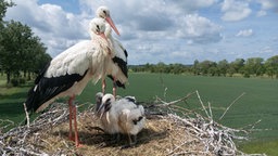 Ein Paar Weißstörche sitzt mit ihren Küken im Nest.