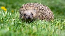 Ein Igel im Gras.