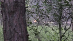 Archivbild: Waldbrand in der Wahner Heide (07.07.2026).