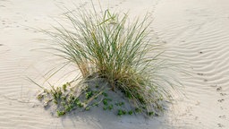 Amerikanischer Strandhafer mitten im Sand eines Strandes.