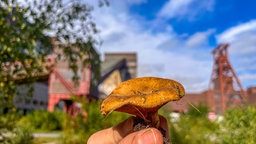 Service Ausflug: Herbstausflüge