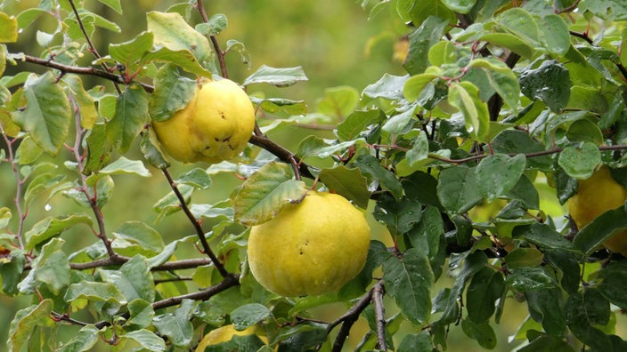 Reife gelbfarbene Quitten hängen an einem Baum.