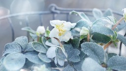 Weiße Christrosen mit Raureif in einem Körbchen