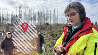 Eine Försterin pflanzt im Rahmen eines Bergwaldprojektes mit Helfenden Bäume im Harz (Braunlage).