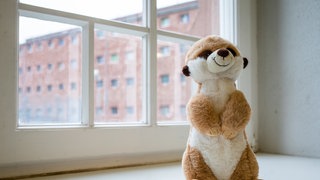 Das neue JVA-Maskottchen "Toni" sitzt in einem Raum der Justizvollzugsanstalt Mannheim auf einer Fensterbank.