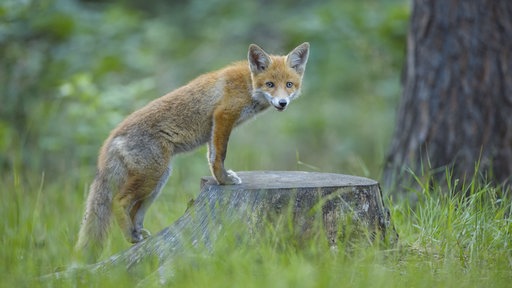 Ein Fuchs steht mit zwei Beinen auf einem abgesägten Baumstamm.