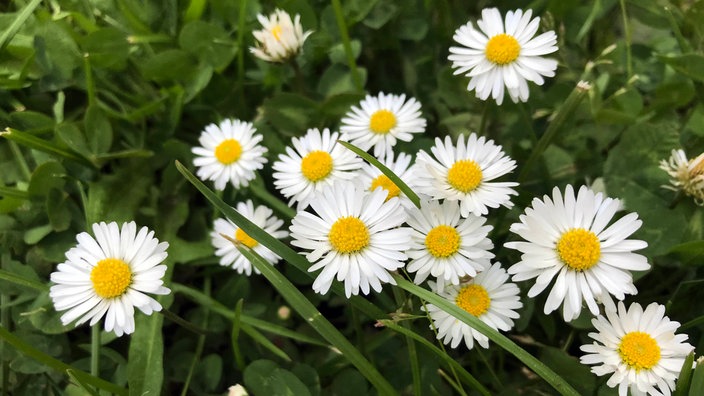 Gänseblümchen