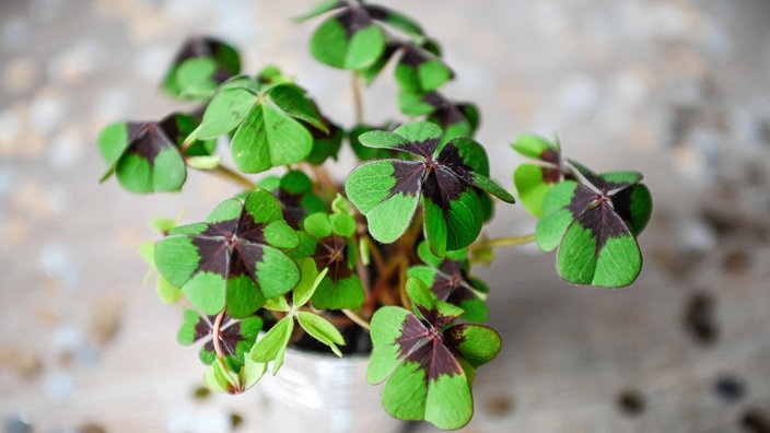 Kleiner Blumentopf mit vierblättrigem Klee
