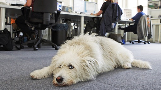 Hund im Büro