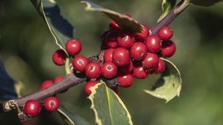 Die roten Früchte des Ilex in einer Nahaufnahme.