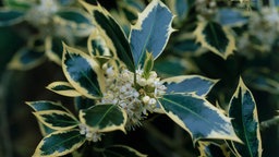 Die Blätter des Ilex Argentea Marginata sind grün-weiß gefärbt.