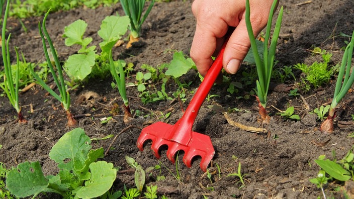 Nahaufnahme einer Hand, die mit einem roten Werkzeug ein Beet jätet.