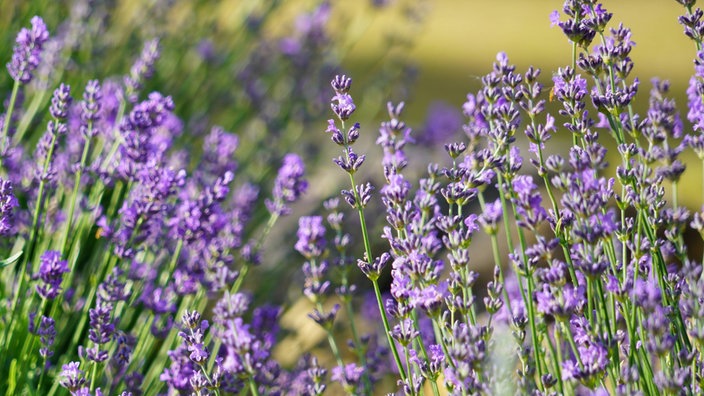 Lavendelsträucher sorgen für mediterranes Flair im Garten.