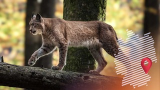 Eine Luchs-Sichtung ist wie ein Sechser im Lotto – so scheu, wie die Raubkatze ist.