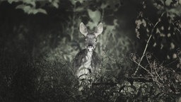 Ein Reh blickt mit großen Augen direkt in die Kamera, halb verborgen im dichten Unterholz – aufgenommen in einem monochromem Licht, das an eine Nachtsichtaufnahme erinnert.