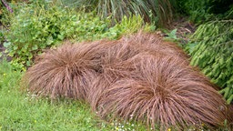 Drei Pflanzen der Sorte "Neuseeland-Segge" mit bronzefarbenen Blättern in einem grünen Garten.
